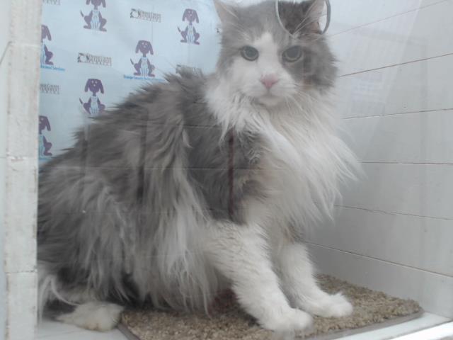 adoptable Cat in Orlando, FL named SEBASTIAN