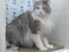 adoptable Cat in  named SEBASTIAN