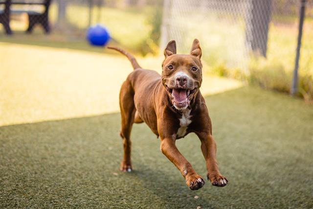 adoptable Dog in Orlando, FL named *FUBU