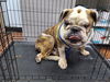 adoptable Dog in  named FLOKI