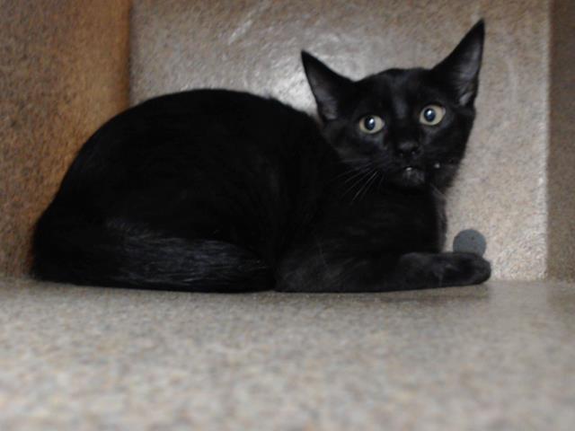 adoptable Cat in Orlando, FL named *ARIADNE