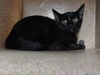 adoptable Cat in Orlando, FL named *ARIADNE