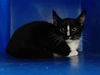 adoptable Cat in Orlando, FL named *DAMA