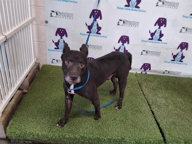 adoptable Dog in Orlando, FL named DIESEL