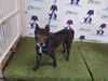 adoptable Dog in  named DIESEL