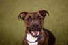 adoptable Dog in  named NALA