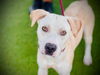 adoptable Dog in  named *GOLIATH
