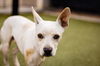 adoptable Dog in Orlando, FL named MILO