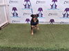 adoptable Dog in , FL named *OSCAR
