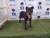 adoptable Dog in , FL named SHADOW