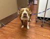 adoptable Dog in  named MIKEY