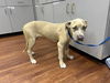 adoptable Dog in  named ZOE