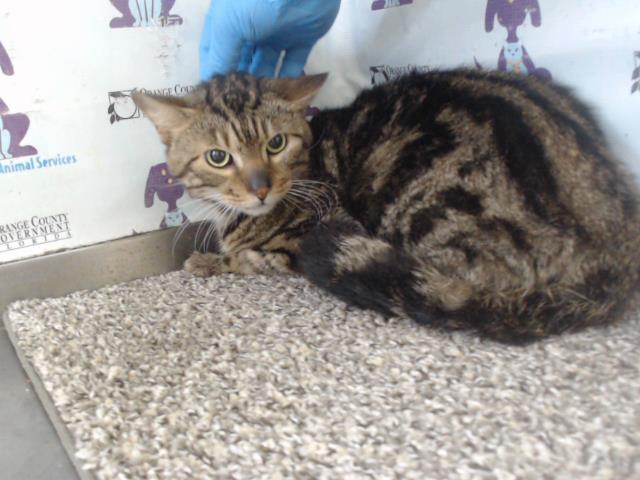 adoptable Cat in Orlando, FL named A576685