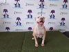 adoptable Dog in  named BELLA