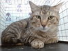 adoptable Cat in Orlando, FL named LAWRENCE