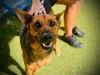 adoptable Dog in  named SOLDIER