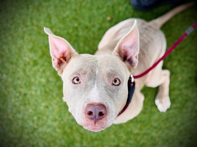 adoptable Dog in Orlando, FL named *HONEY