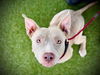 adoptable Dog in Orlando, FL named *HONEY