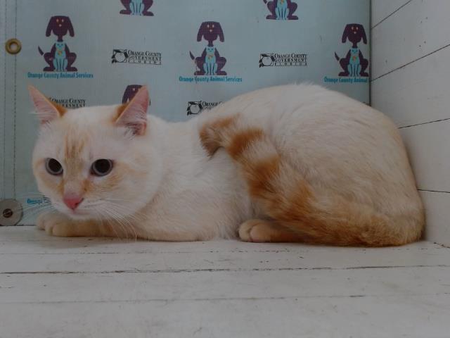 adoptable Cat in Orlando, FL named BELLO
