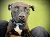 adoptable Dog in Orlando, FL named *DARWIN