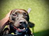 adoptable Dog in orlando, FL named *DARWIN