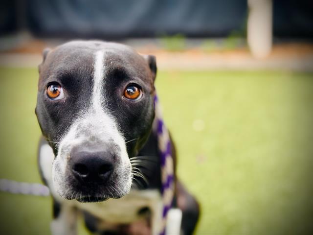 adoptable Dog in Orlando, FL named *MARY KAY