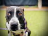 adoptable Dog in Orlando, FL named *MARY KAY