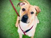 adoptable Dog in Orlando, FL named *LUDACRIS