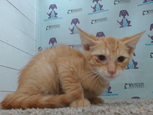 adoptable Cat in Orlando, FL named *CAVALIER