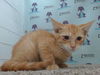adoptable Cat in Orlando, FL named *CAVALIER