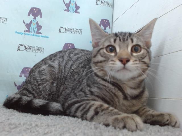 adoptable Cat in Orlando, FL named *MYSTERY