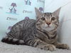 adoptable Cat in Orlando, FL named *MYSTERY