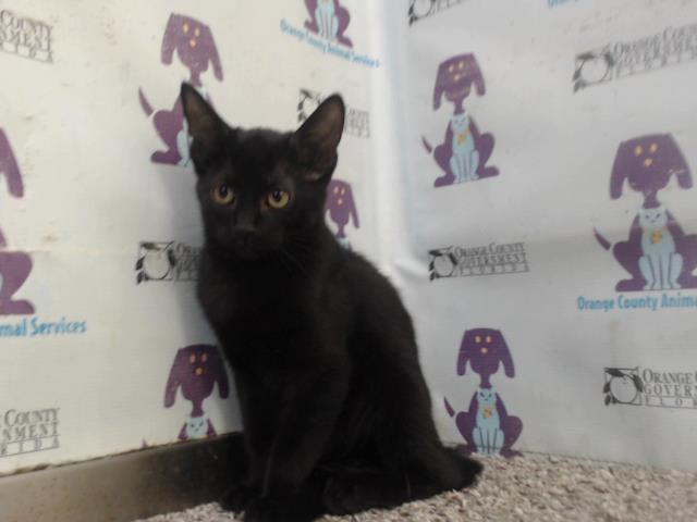 adoptable Cat in Orlando, FL named A576768