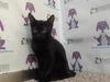 adoptable Cat in Orlando, FL named A576768