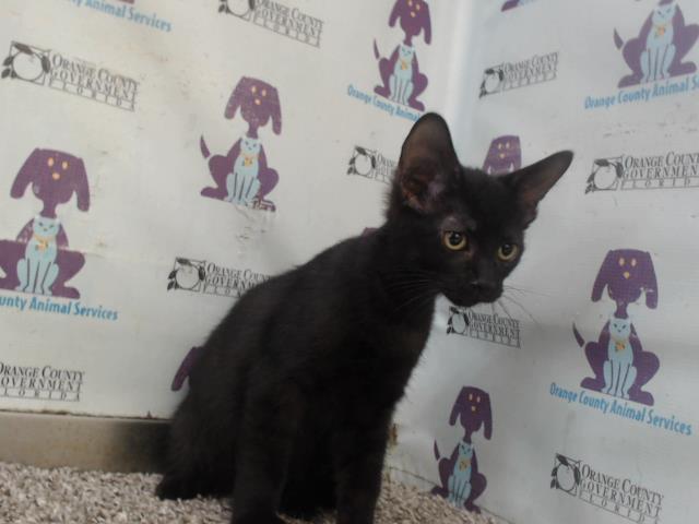 adoptable Cat in Orlando, FL named *GUMBALL