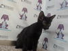 adoptable Cat in Orlando, FL named *GUMBALL