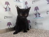 adoptable Cat in Orlando, FL named *DARWIN