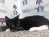 adoptable Cat in Orlando, FL named *TOBIAS