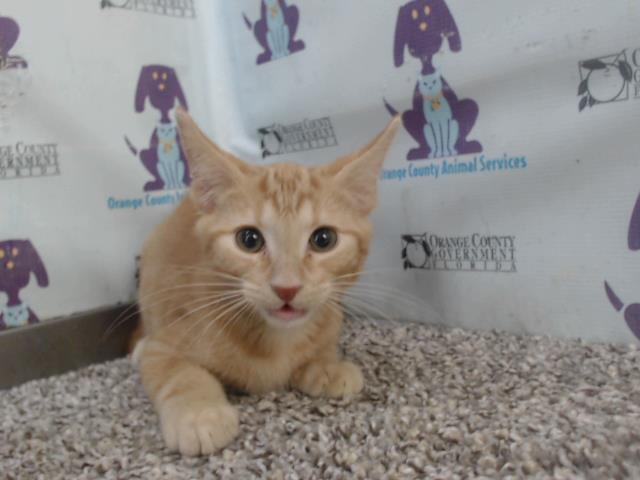 adoptable Cat in Orlando, FL named *MR. SMALL