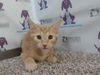 adoptable Cat in Orlando, FL named *MR. SMALL