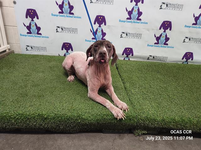 adoptable Dog in Orlando, FL named ANGEL