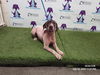 adoptable Dog in  named ANGEL