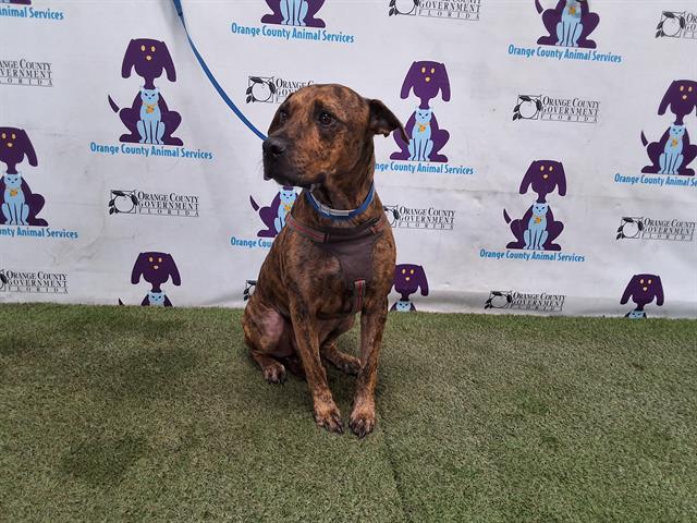 adoptable Dog in Orlando, FL named BRUNO