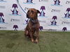 adoptable Dog in  named BRUNO