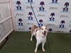adoptable Dog in  named FUR BABY