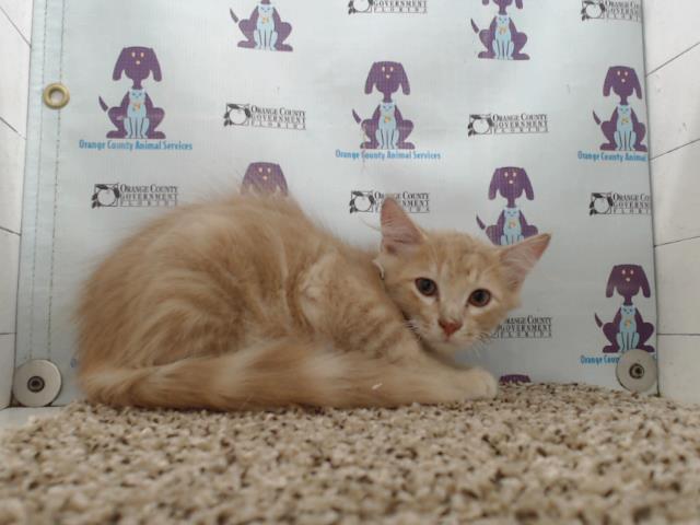 adoptable Cat in Orlando, FL named A576923