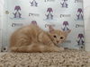 adoptable Cat in  named A576923