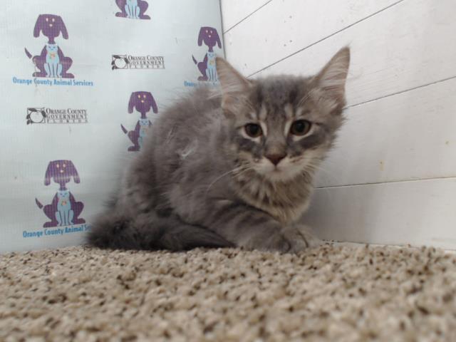 adoptable Cat in Orlando, FL named *SHIMMER