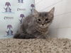 adoptable Cat in  named *SHIMMER
