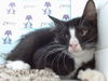 adoptable Cat in  named *JERRY